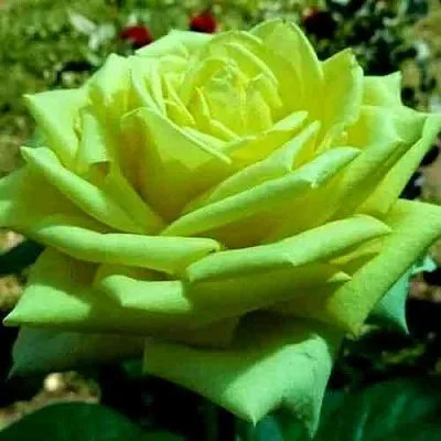 Саженцы роз АМАНДИНА чайно-гибридная в Калининграде