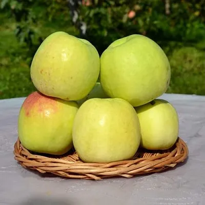 Яблоня БИРСКОЕ ГРУШЕВОЕ (БИЧИК)  Яблоня БИРСКОЕ ГРУШЕВОЕ (БИЧИК) в Калининграде