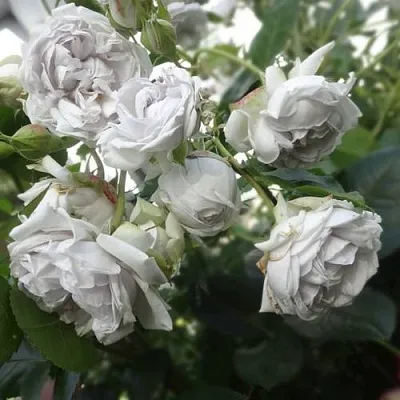 Саженцы роз ГРИЗЕЛИС шраб  Саженцы роз ГРИЗЕЛИС шраб в Калининграде