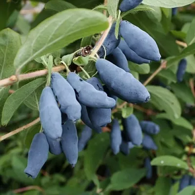 Жимолость съедобная ТОМИ японская в Калининграде