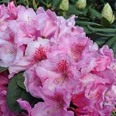 Рододендрон КЛАУДИУС  Рододендрон КЛАУДИУС в Калининграде