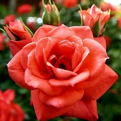 Ремонтантные гибриды  Ремонтантные гибриды в Калининграде