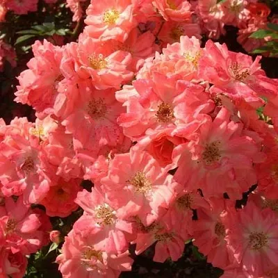 Почвопокровная  Почвопокровная в Калининграде