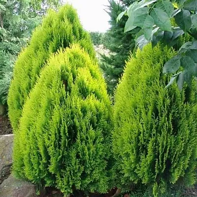 Туя восточная  Туя восточная в Калининграде