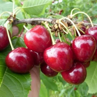 Вишня КОЛОННОВИДНАЯ в Калининграде