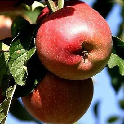 Яблоня АНТЕЙ КИЕВСКИЙ колонновидная  Яблоня АНТЕЙ КИЕВСКИЙ колонновидная в Калининграде