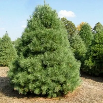 Сосна ВЕЙМУТОВА  Сосна ВЕЙМУТОВА в Калининграде