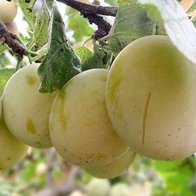 Слива УТРО  Слива УТРО в Калининграде