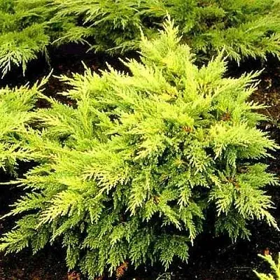 Можжевельник МОРДИГАН ГОЛД средний  Можжевельник МОРДИГАН ГОЛД средний в Калининграде