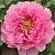 Пион РОЗОВЫЙ ЛОТОС древовидный в Калининграде