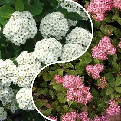 Комплект ТАЛАНТЛИВЫЙ САДОВОД в Калининграде