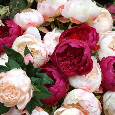 Пионы в Калининграде