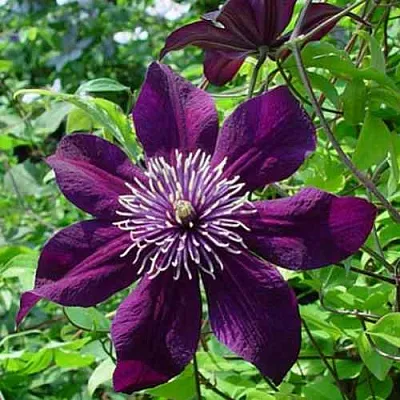 Клематис ПАНТЕР  Клематис ПАНТЕР в Калининграде