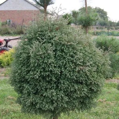 Туя вересковидная  Туя вересковидная в Калининграде