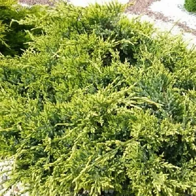 Можжевельник ГОЛД СТАР средний в Калининграде