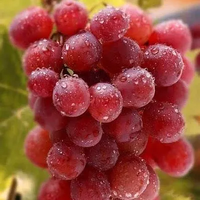 Ранние сорта  Ранние сорта в Калининграде