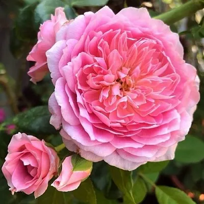 Саженцы роз ФРАНЦУЗСКОЕ ПЛАТЬЕ японская в Калининграде