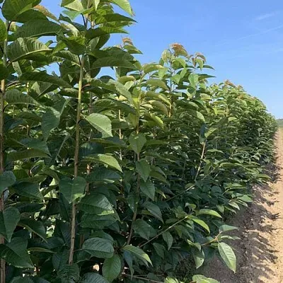 Саженцы оптом  Саженцы оптом в Калининграде