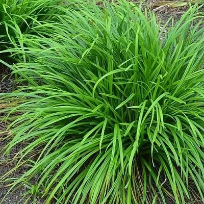 Осока АЙРИШ ГРИН  Осока АЙРИШ ГРИН в Калининграде