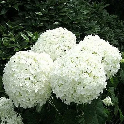 Гортензия АННАБЕЛЬ древовидная  Гортензия АННАБЕЛЬ древовидная в Калининграде