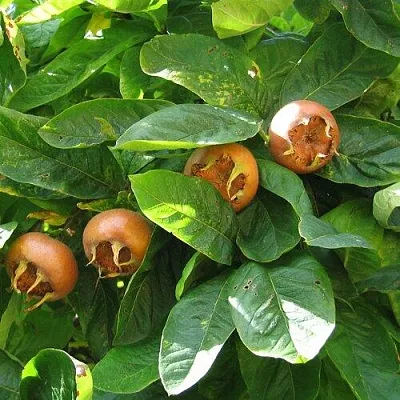 Экзотические растения в Калининграде