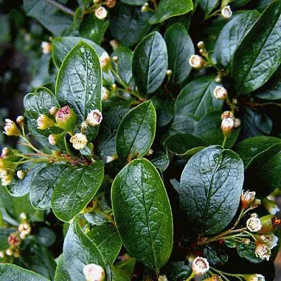 Кизильник  Кизильник в Калининграде