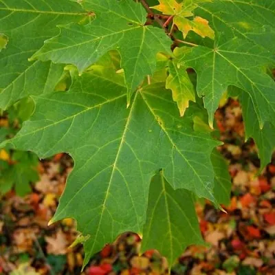 Клен сахарный  Клен сахарный в Калининграде