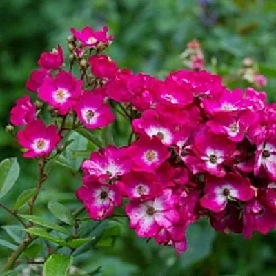 Саженцы роз МАРДЖОРИ ФЕЙР полиантовая  Саженцы роз МАРДЖОРИ ФЕЙР полиантовая в Калининграде