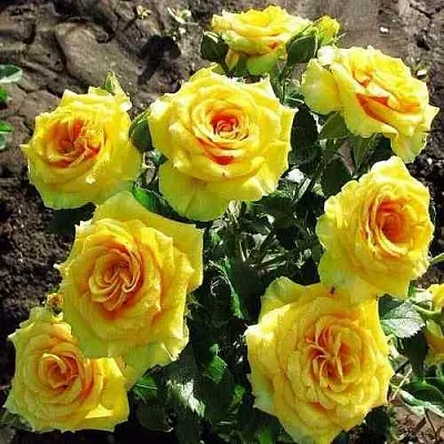 Саженцы роз САН СИТИ спрей  Саженцы роз САН СИТИ спрей в Калининграде