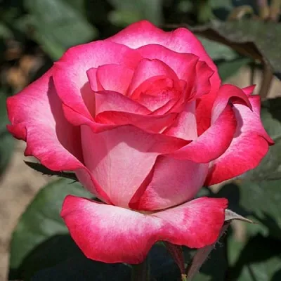 Саженцы роз ХАЙЛЕНДЕР чайно-гибридная в Калининграде