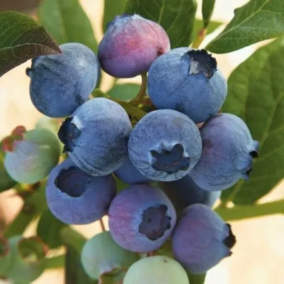 Голубика ОСОРНО — описание сорта Голубика ОСОРНО в Калининграде