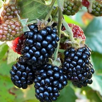 Ежевика ОУАЧИТА бесшипная — описание сорта Ежевика ОУАЧИТА бесшипная в Калининграде