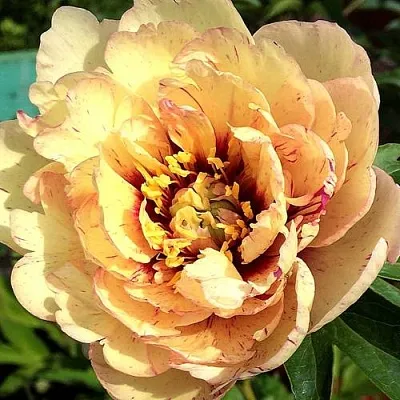 Пионы ИТО-гибриды в Калининграде