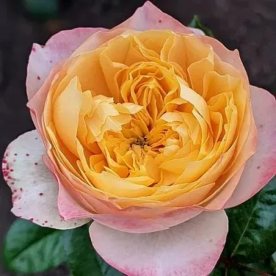 Саженцы роз ГОЛДЕН ВУВУЗЕЛА чайно-гибридная  Саженцы роз ГОЛДЕН ВУВУЗЕЛА чайно-гибридная в Калининграде