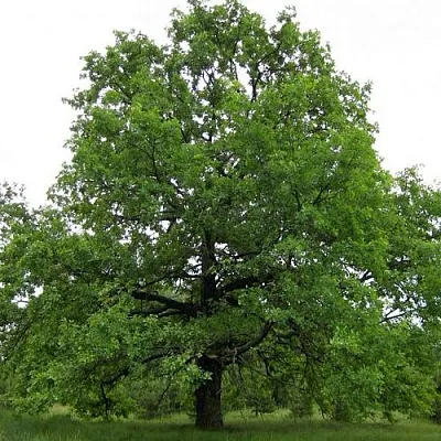 Дуб черешчатый   Дуб черешчатый  в Калининграде