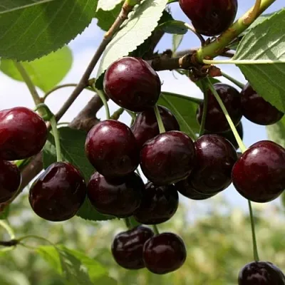 Вишня СВЕРДЛОВЧАНКА степная в Калининграде