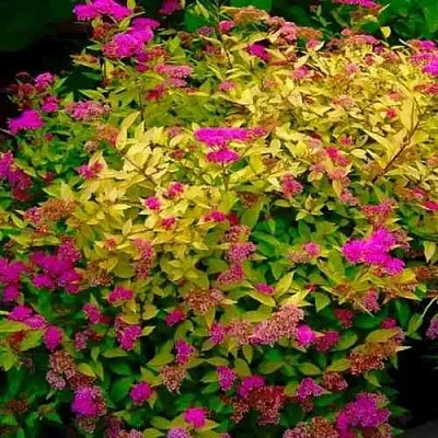 Спирея ГОЛДЕН ПРИНЦЕСС японская  Спирея ГОЛДЕН ПРИНЦЕСС японская в Калининграде