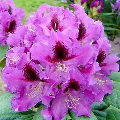 Рододендрон РАСПУТИН  Рододендрон РАСПУТИН в Калининграде