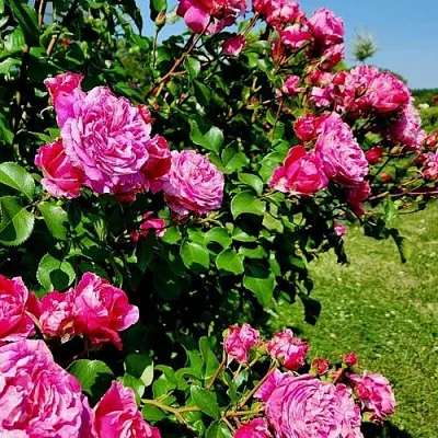 Саженцы роз ИНЕС САСТР плетистая  Саженцы роз ИНЕС САСТР плетистая в Калининграде