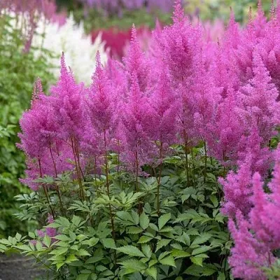 Астильба АМЕТИСТ Арендса в Калининграде