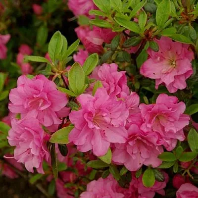 Азалия РОЗИНЕТТА японская  Азалия РОЗИНЕТТА японская в Калининграде