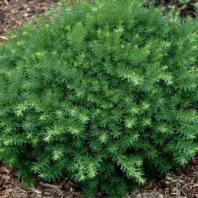 Тис ХИКСИ средний в Калининграде