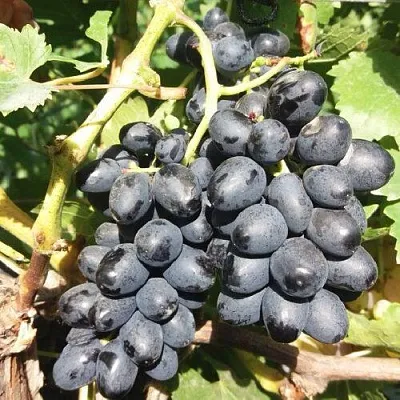 Виноград КИШМИШ АТТИКА  Виноград КИШМИШ АТТИКА в Калининграде