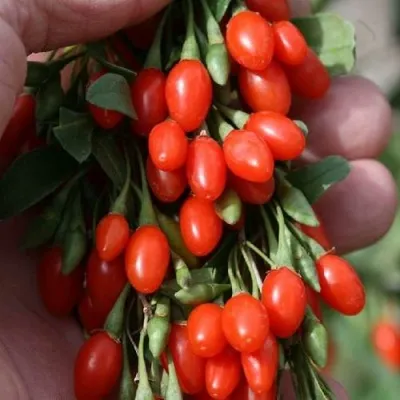 Годжи КОРЕАН БИГ — описание сорта Годжи КОРЕАН БИГ в Калининграде