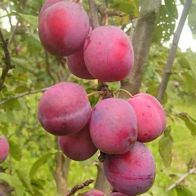 Слива ЭДИНБУРГСКАЯ  Слива ЭДИНБУРГСКАЯ в Калининграде