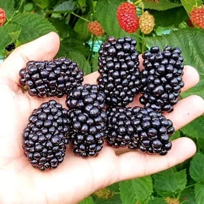 Ежевика ОУАЧИТА бесшипная — описание сорта Ежевика ОУАЧИТА бесшипная в Калининграде