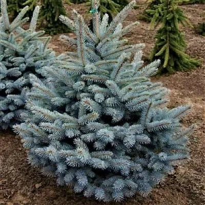 Ель МИСТИ БЛЮ голубая в Калининграде