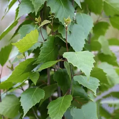 Береза ФАСТИГИАТА повислая   Береза ФАСТИГИАТА повислая  в Калининграде