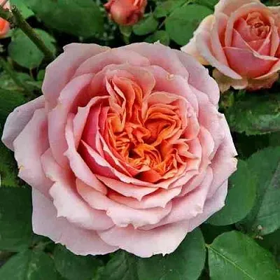 Саженцы роз ПОЛЬ БОКЮЗ шраб  Саженцы роз ПОЛЬ БОКЮЗ шраб в Калининграде