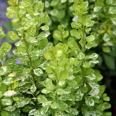 Барбарис ПАУ ВАУ тунберга в Калининграде